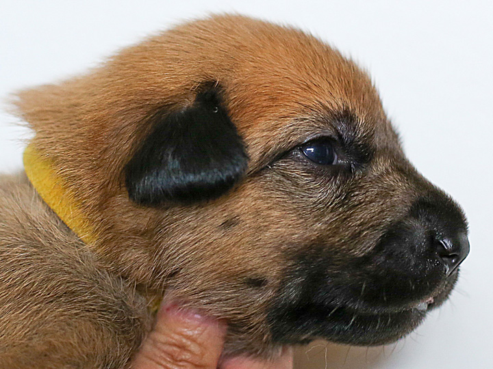 chinook puppy